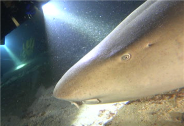 DIV02Pro-Dive with Sharks